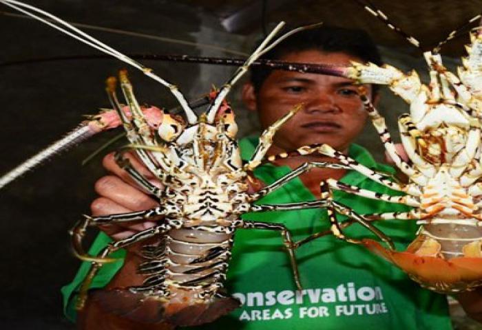 Menteri Susi Ajak Masyarakat Lombok Maksimalkan Potensi Benih Lobster