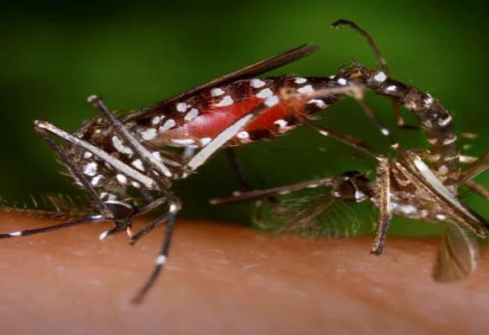 AS Mulai Uji Klinis Vaksin Zika
