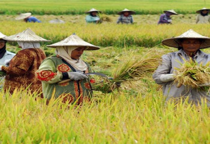 Di KTM 11 WTO, Indonesia Harus Perjuangkan Subsidi Untuk Petani Kecil