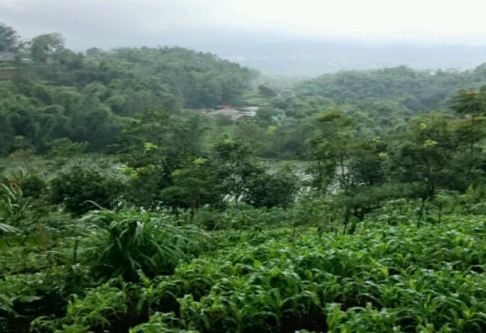 UMM Dipercaya Kelola Hutan Pujon Sebagai Eco-Education