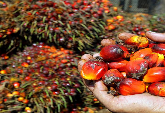 Harga Referensi CPO Melemah, Biji Kakao Naik, BK 5%