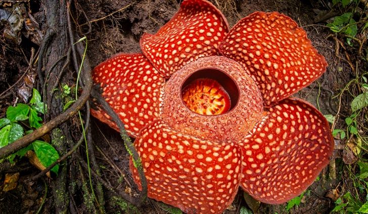 Alasan Kenapa Google Doodle Hari Ini Tampilkan Bunga Rafflesia