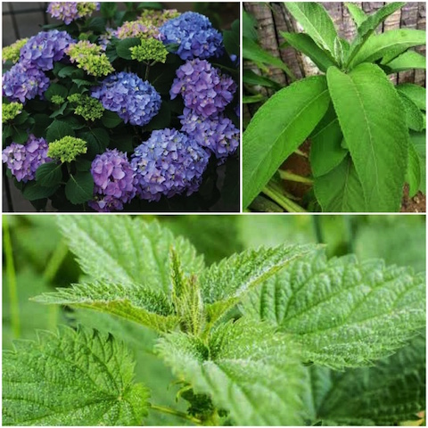 Teh Jelatang, Daun Sembung dan Hortensia.jpg