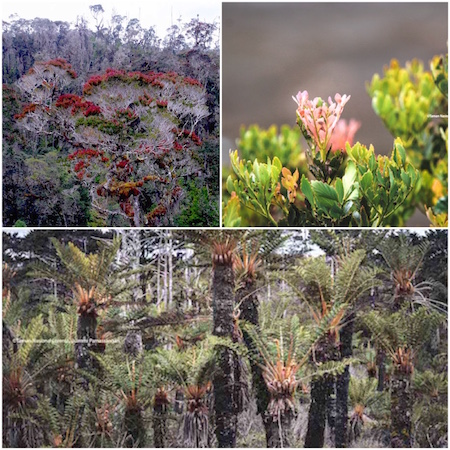 Cantik Nian Flora Pakis Purba dan Phylocladus hypophyllus.jpg